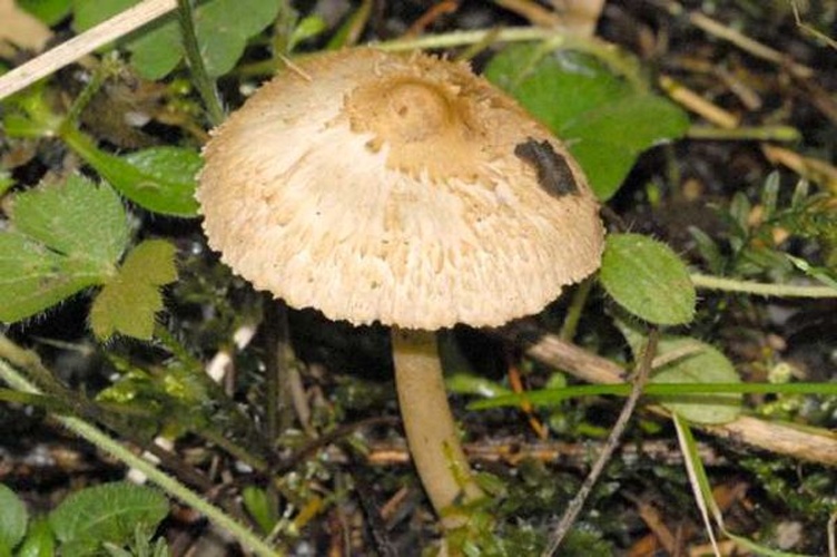 Inocybe bongardii © James K. Lindsey