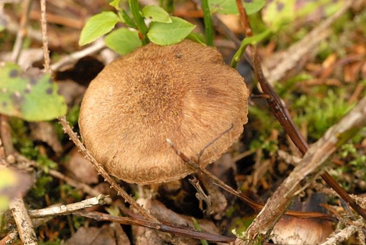 Inocybe cervicolor &copy; James Lindsey
