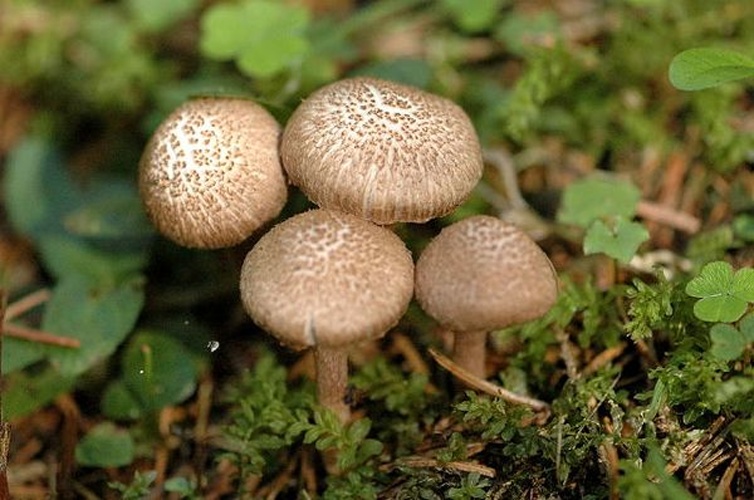 Inocybe cincinnata &copy; James Lindsey