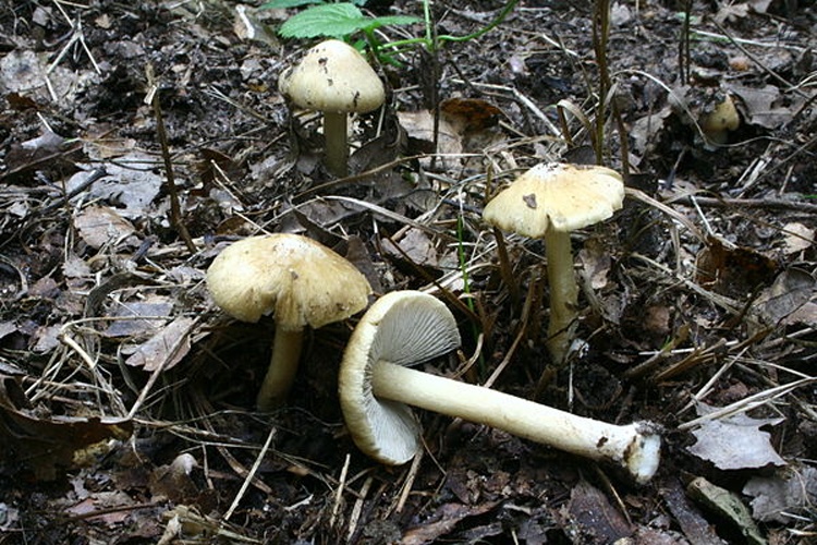 Inocybe cookei © <a href="//commons.wikimedia.org/wiki/User:Strobilomyces" title="User:Strobilomyces">Strobilomyces</a>