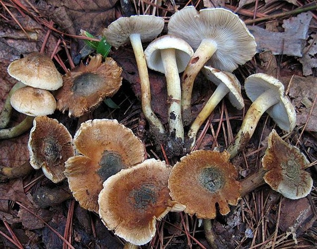 Inocybe corydalina &copy; <a rel="nofollow" class="external text" href="https://mushroomobserver.org/observer/show_user/1980">jimmiev</a>