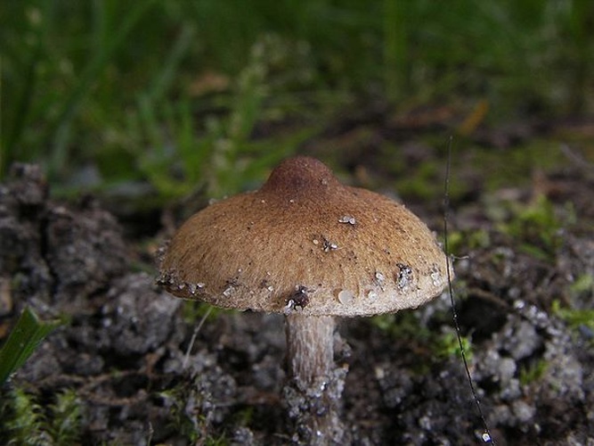 Inocybe curvipes © Thomas Pruß