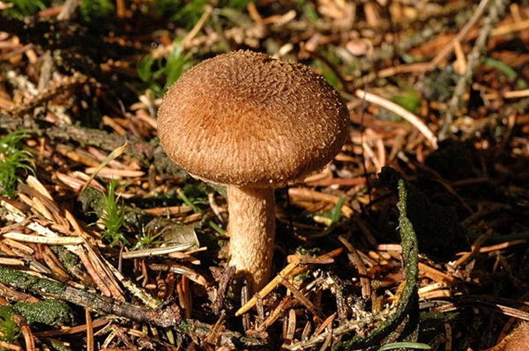 Inocybe flocculosa &copy; James Lindsey