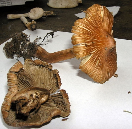 Inocybe godeyi &copy; This image was created by user <a rel="nofollow" class="external text" href="https://mushroomobserver.org/observer/show_user/%7B%7B%7B1%7D%7D%7D">{{{2}}}</a> at <a rel="nofollow" class="external text" href="https://mushroomobserver.org">Mushroom Observer</a>, a source for mycological images.<br>You can contact this user <a rel="nofollow" class="external text" href="https://mushroomobserver.org/observer/ask_user_question/%7B%7B%7B1%7D%7D%7D">here</a>.