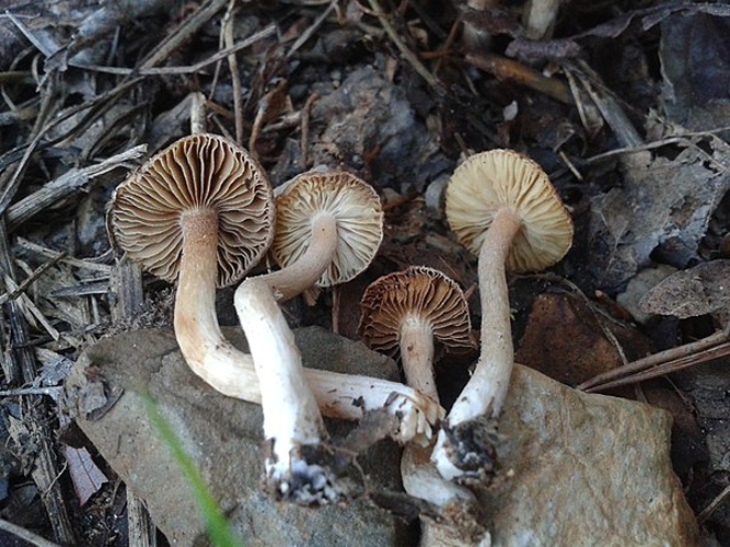 Inocybe griseolilacina &copy; This image was created by user <a rel="nofollow" class="external text" href="https://mushroomobserver.org/observer/show_user/9548">Cody Morgan (Cody)</a> at <a rel="nofollow" class="external text" href="https://mushroomobserver.org">Mushroom Observer</a>, a source for mycological images.<br>You can contact this user <a rel="nofollow" class="external text" href="https://mushroomobserver.org/observer/ask_user_question/9548">here</a>.