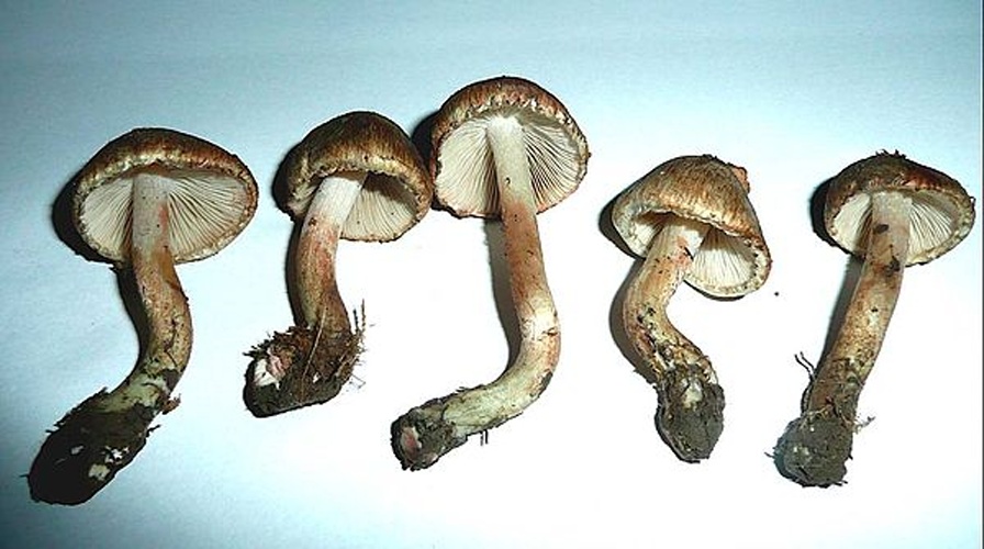 Inocybe haemacta &copy; This image was created by user <a rel="nofollow" class="external text" href="https://mushroomobserver.org/observer/show_user/2465">Sporulator</a> at <a rel="nofollow" class="external text" href="https://mushroomobserver.org">Mushroom Observer</a>, a source for mycological images.<br>You can contact this user <a rel="nofollow" class="external text" href="https://mushroomobserver.org/observer/ask_user_question/2465">here</a>.