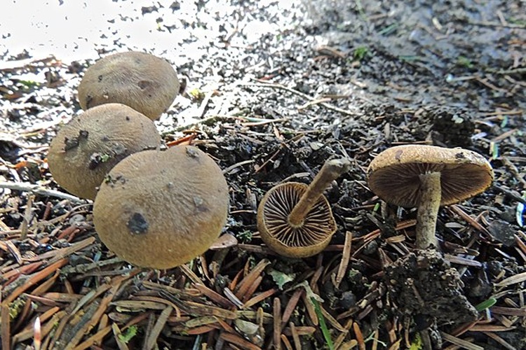 Inocybe heimii © This image was created by user <a rel="nofollow" class="external text" href="https://mushroomobserver.org/observer/show_user/354">James Baker (cepecity)</a> at <a rel="nofollow" class="external text" href="https://mushroomobserver.org">Mushroom Observer</a>, a source for mycological images.<br>You can contact this user <a rel="nofollow" class="external text" href="https://mushroomobserver.org/observer/ask_user_question/354">here</a>.