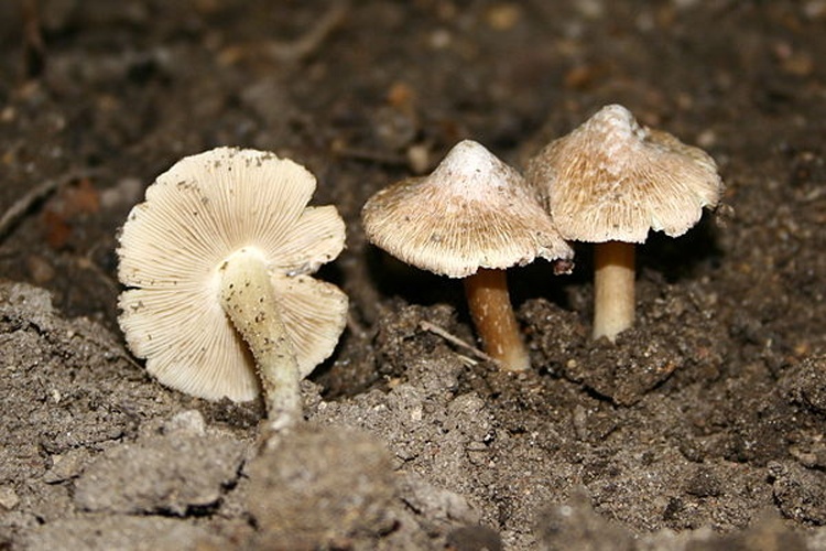 Inocybe maculata © <a href="//commons.wikimedia.org/wiki/User:Strobilomyces" title="User:Strobilomyces">Strobilomyces</a>