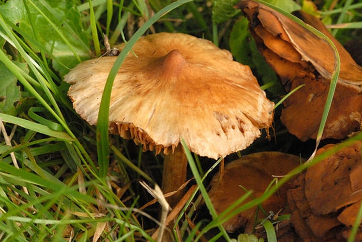 Inocybe nitidiuscula &copy; James Lindsey