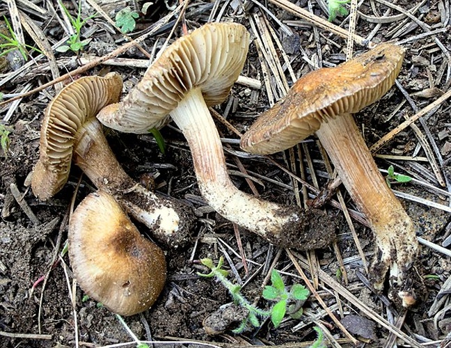 Inocybe oblectabilis &copy; This image was created by user <a rel="nofollow" class="external text" href="https://mushroomobserver.org/observer/show_user/9">Ron Pastorino (Ronpast)</a> at <a rel="nofollow" class="external text" href="https://mushroomobserver.org">Mushroom Observer</a>, a source for mycological images.<br>You can contact this user <a rel="nofollow" class="external text" href="https://mushroomobserver.org/observer/ask_user_question/9">here</a>.