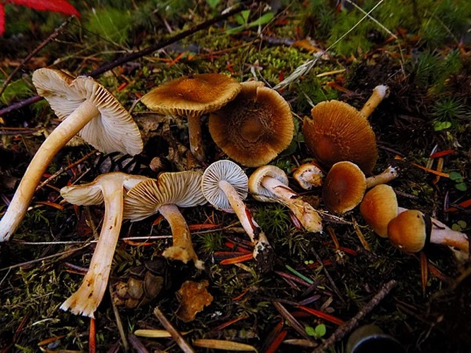 Inocybe pusio &copy; This image was created by user <a rel="nofollow" class="external text" href="https://mushroomobserver.org/observer/show_user/7631">Rand Workman (Ranmofod)</a> at <a rel="nofollow" class="external text" href="https://mushroomobserver.org">Mushroom Observer</a>, a source for mycological images.<br>You can contact this user <a rel="nofollow" class="external text" href="https://mushroomobserver.org/observer/ask_user_question/7631">here</a>.