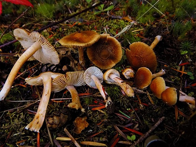 Inocybe pusio © This image was created by user <a rel="nofollow" class="external text" href="https://mushroomobserver.org/observer/show_user/7631">Rand Workman (Ranmofod)</a> at <a rel="nofollow" class="external text" href="https://mushroomobserver.org">Mushroom Observer</a>, a source for mycological images.<br>You can contact this user <a rel="nofollow" class="external text" href="https://mushroomobserver.org/observer/ask_user_question/7631">here</a>.