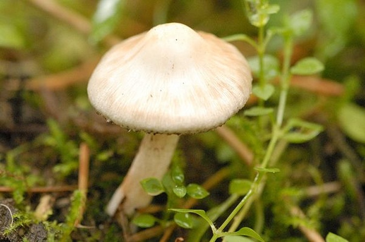 Inocybe umbratica &copy; James Lindsey