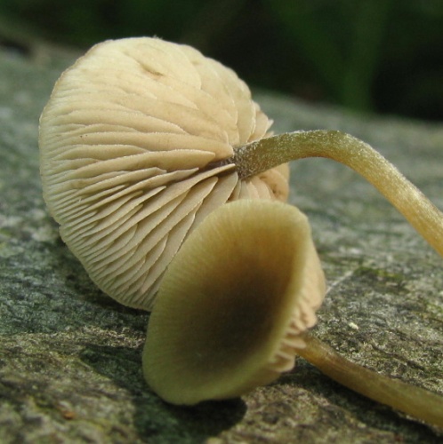 Simocybe centunculus &copy; This image was created by user <a rel="nofollow" class="external text" href="https://mushroomobserver.org/observer/show_user/439">Dan Molter (shroomydan)</a> at <a rel="nofollow" class="external text" href="https://mushroomobserver.org">Mushroom Observer</a>, a source for mycological images.<br>You can contact this user <a rel="nofollow" class="external text" href="https://mushroomobserver.org/observer/ask_user_question/439">here</a>.