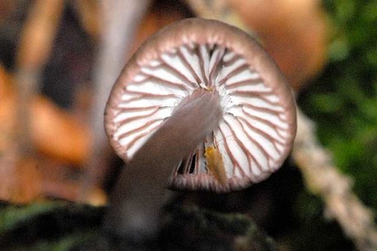 Simocybe sumptuosa © James K. Lindsey