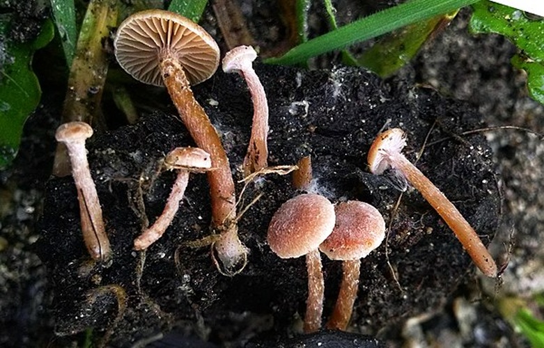 Tubaria conspersa &copy; This image was created by user <a rel="nofollow" class="external text" href="https://mushroomobserver.org/observer/show_user/4697">Jacob Kalichman (Pulk)</a> at <a rel="nofollow" class="external text" href="https://mushroomobserver.org">Mushroom Observer</a>, a source for mycological images.<br>You can contact this user <a rel="nofollow" class="external text" href="https://mushroomobserver.org/observer/ask_user_question/4697">here</a>.