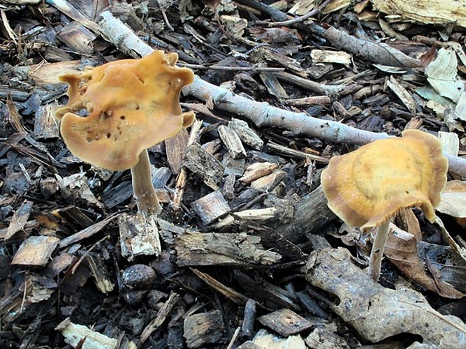 Agrocybe arvalis © This image was created by user <a rel="nofollow" class="external text" href="https://mushroomobserver.org/observer/show_user/369">walt sturgeon (Mycowalt)</a> at <a rel="nofollow" class="external text" href="https://mushroomobserver.org">Mushroom Observer</a>, a source for mycological images.<br>You can contact this user <a rel="nofollow" class="external text" href="https://mushroomobserver.org/observer/ask_user_question/369">here</a>.