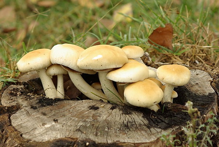 Agrocybe cylindracea © <a href="//commons.wikimedia.org/w/index.php?title=User:Palcolor&amp;action=edit&amp;redlink=1" class="new" title="User:Palcolor (page does not exist)">Ramiro Barreiro</a>