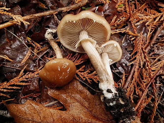 Agrocybe erebia © This image was created by user <a rel="nofollow" class="external text" href="https://mushroomobserver.org/observer/show_user/2937">BlueCanoe</a> at <a rel="nofollow" class="external text" href="https://mushroomobserver.org">Mushroom Observer</a>, a source for mycological images.<br>You can contact this user <a rel="nofollow" class="external text" href="https://mushroomobserver.org/observer/ask_user_question/2937">here</a>.