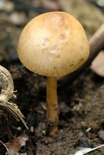 Agrocybe pediades © James K. Lindsey