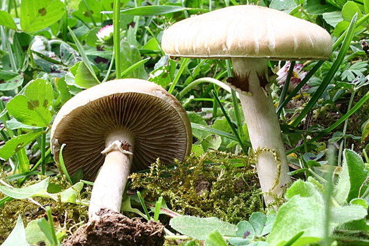 Agrocybe praecox © <a href="//commons.wikimedia.org/wiki/User:Strobilomyces" title="User:Strobilomyces">Strobilomyces</a>