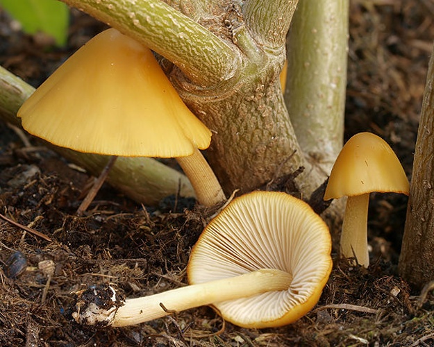 Conocybe aurea © <a href="//commons.wikimedia.org/w/index.php?title=User:Ak_ccm&amp;action=edit&amp;redlink=1" class="new" title="User:Ak ccm (page does not exist)">Andreas Kunze</a>