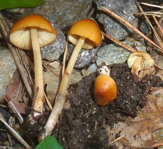 Conocybe subovalis &copy; This image was created by user <a rel="nofollow" class="external text" href="https://mushroomobserver.org/observer/show_user/1093">Gerhard Koller (Gerhard)</a> at <a rel="nofollow" class="external text" href="https://mushroomobserver.org">Mushroom Observer</a>, a source for mycological images.<br>You can contact this user <a rel="nofollow" class="external text" href="https://mushroomobserver.org/observer/ask_user_question/1093">here</a>.