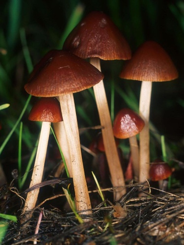 Conocybe tenera © This image was created by user <a rel="nofollow" class="external text" href="https://mushroomobserver.org/observer/show_user/1">Nathan Wilson</a> at <a rel="nofollow" class="external text" href="https://mushroomobserver.org">Mushroom Observer</a>, a source for mycological images.<br>You can contact this user <a rel="nofollow" class="external text" href="https://mushroomobserver.org/observer/ask_user_question/1">here</a>.
