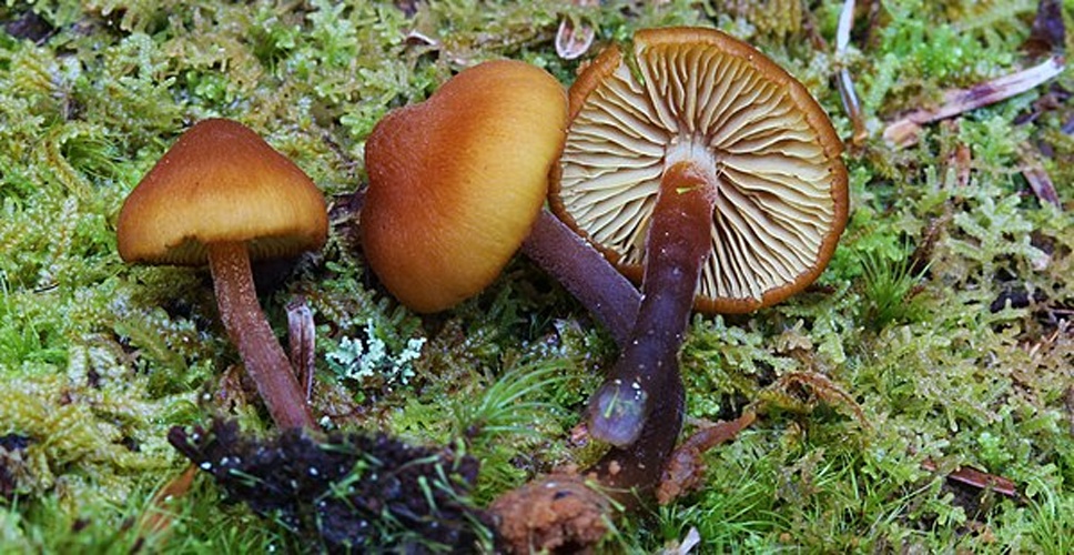 Gymnopilus bellulus © This image was created by user <a rel="nofollow" class="external text" href="https://mushroomobserver.org/observer/show_user/3746">Christine Braaten (wintersbefore)</a> at <a rel="nofollow" class="external text" href="https://mushroomobserver.org">Mushroom Observer</a>, a source for mycological images.<br>You can contact this user <a rel="nofollow" class="external text" href="https://mushroomobserver.org/observer/ask_user_question/3746">here</a>.