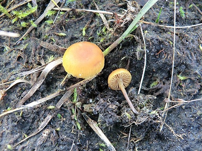 Gymnopilus fulgens © This image was created by user <a rel="nofollow" class="external text" href="https://mushroomobserver.org/observer/show_user/6459">German.Basidiomycetes</a> at <a rel="nofollow" class="external text" href="https://mushroomobserver.org">Mushroom Observer</a>, a source for mycological images.<br>You can contact this user <a rel="nofollow" class="external text" href="https://mushroomobserver.org/observer/ask_user_question/6459">here</a>.