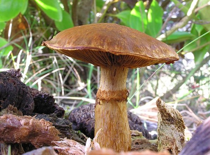 Gymnopilus junonius &copy; Tony Wills
