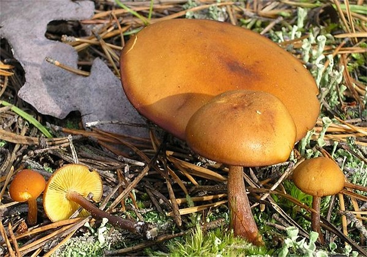 Gymnopilus picreus &copy; This image was created by user <a rel="nofollow" class="external text" href="https://mushroomobserver.org/observer/show_user/442">Irene Andersson (irenea)</a> at <a rel="nofollow" class="external text" href="https://mushroomobserver.org">Mushroom Observer</a>, a source for mycological images.<br>You can contact this user <a rel="nofollow" class="external text" href="https://mushroomobserver.org/observer/ask_user_question/442">here</a>.