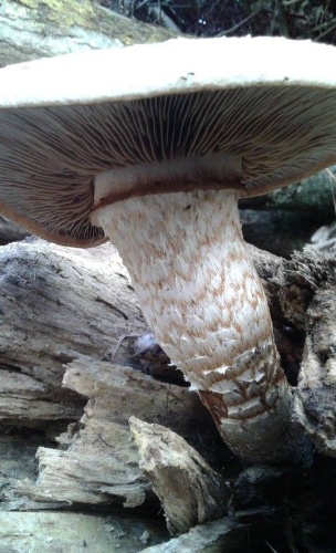 Pholiota populnea © <a href="//commons.wikimedia.org/w/index.php?title=User:B59210&amp;action=edit&amp;redlink=1" class="new" title="User:B59210 (page does not exist)">B59210</a>