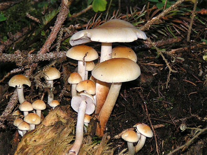 Hypholoma capnoides © Eric Steinert