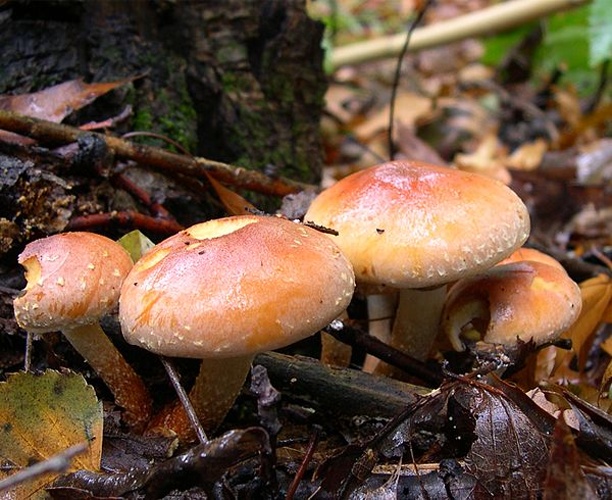 Hypholoma sublateritium &copy; <a href="//commons.wikimedia.org/wiki/User:Archenzo" title="User:Archenzo">Archenzo</a>
