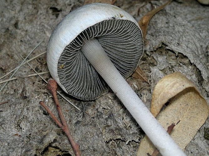 Panaeolus antillarum © This image was created by user <a rel="nofollow" class="external text" href="https://mushroomobserver.org/observer/show_user/437">Glen van Niekerk (primordius)</a> at <a rel="nofollow" class="external text" href="https://mushroomobserver.org">Mushroom Observer</a>, a source for mycological images.<br>You can contact this user <a rel="nofollow" class="external text" href="https://mushroomobserver.org/observer/ask_user_question/437">here</a>.