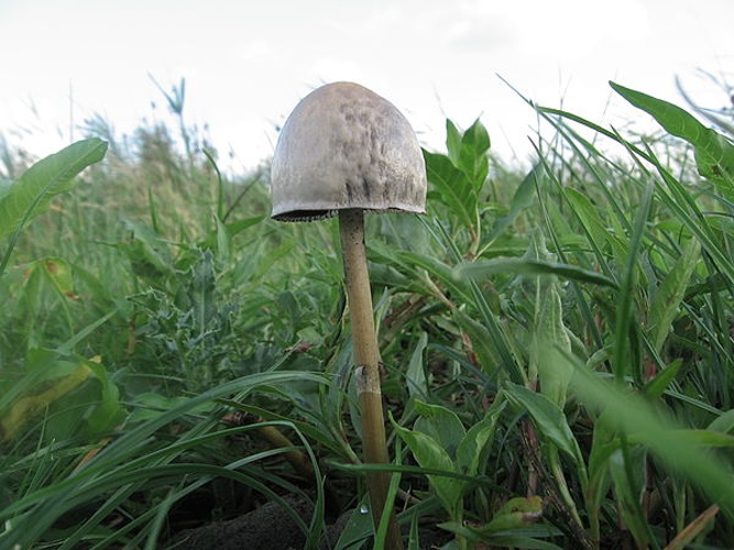 Panaeolus semiovatus var. semiovatus © kaal-kopje