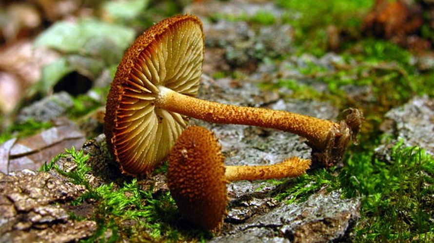 Phaeomarasmius erinaceus © <a rel="nofollow" class="external text" href="https://mushroomobserver.org/observer/show_user/439">Dan Molter (shroomydan)</a>