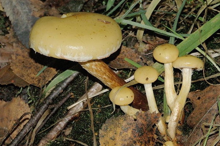 Pholiota alnicola © James Lindsey