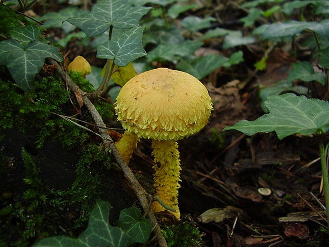 Pholiota flammans © <a href="//commons.wikimedia.org/wiki/User:Paffka" title="User:Paffka">Paffka</a>