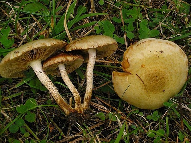Pholiota gummosa © This image was created by user <a rel="nofollow" class="external text" href="https://mushroomobserver.org/observer/show_user/442">Irene Andersson (irenea)</a> at <a rel="nofollow" class="external text" href="https://mushroomobserver.org">Mushroom Observer</a>, a source for mycological images.<br>You can contact this user <a rel="nofollow" class="external text" href="https://mushroomobserver.org/observer/ask_user_question/442">here</a>.