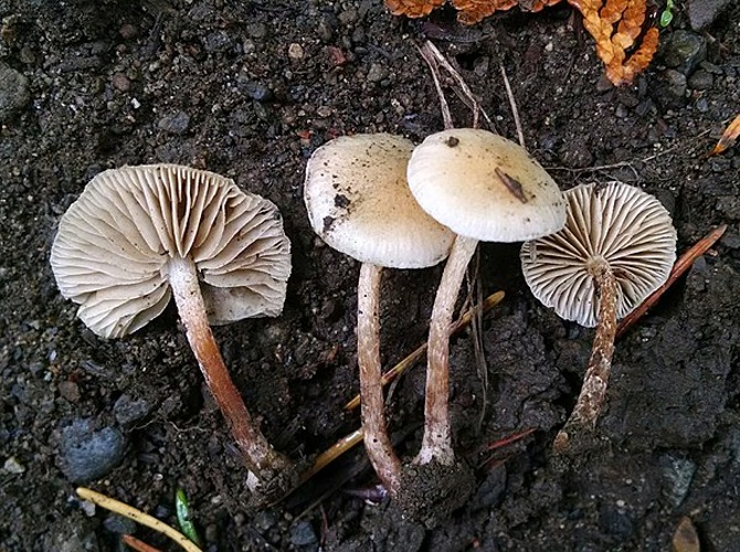 Pholiota scamba &copy; This image was created by user <a rel="nofollow" class="external text" href="https://mushroomobserver.org/observer/show_user/4697">Jacob Kalichman (Pulk)</a> at <a rel="nofollow" class="external text" href="https://mushroomobserver.org">Mushroom Observer</a>, a source for mycological images.<br>You can contact this user <a rel="nofollow" class="external text" href="https://mushroomobserver.org/observer/ask_user_question/4697">here</a>.