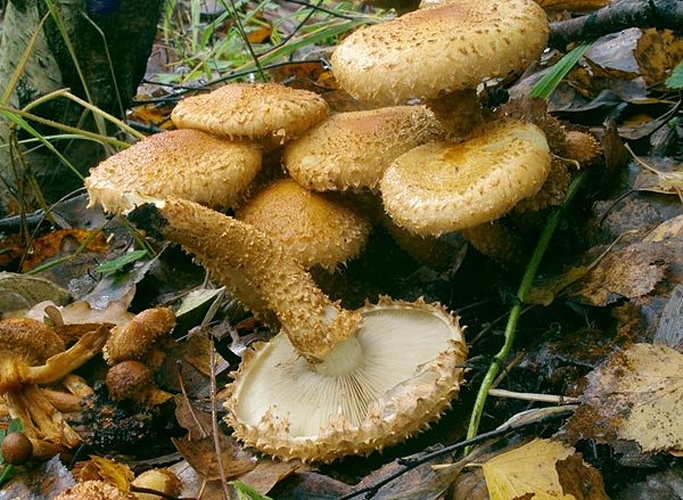 Pholiota squarrosa © Игорь Лебединский