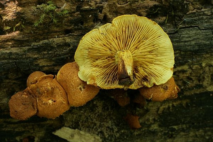 Pholiota tuberculosa © This image was created by user <a rel="nofollow" class="external text" href="https://mushroomobserver.org/observer/show_user/3617">Rocky Houghtby (Gravija)</a> at <a rel="nofollow" class="external text" href="https://mushroomobserver.org">Mushroom Observer</a>, a source for mycological images.<br>You can contact this user <a rel="nofollow" class="external text" href="https://mushroomobserver.org/observer/ask_user_question/3617">here</a>.