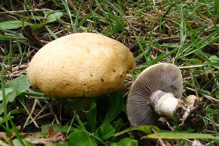 Stropharia coronilla &copy; <a href="//commons.wikimedia.org/wiki/User:Strobilomyces" title="User:Strobilomyces">Strobilomyces</a>
