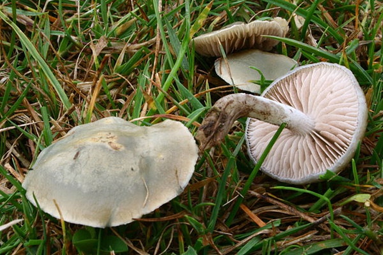 Stropharia pseudocyanea &copy; <a href="//commons.wikimedia.org/wiki/User:Strobilomyces" title="User:Strobilomyces">Strobilomyces</a>
