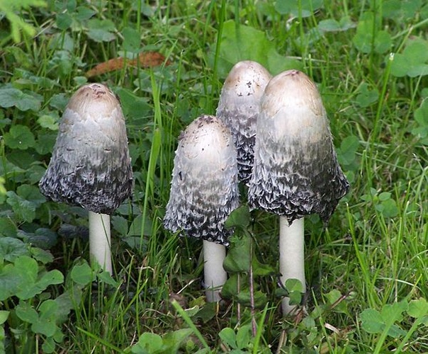 Coprinus comatus &copy; 