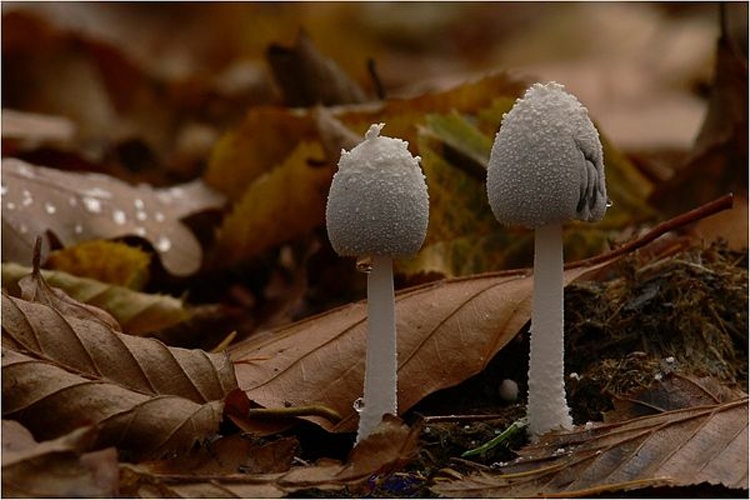 Coprinopsis nivea © <a href="//commons.wikimedia.org/wiki/User:Lebrac" title="User:Lebrac">Lebrac</a>