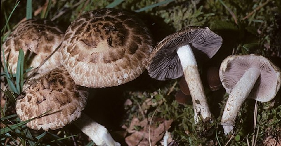Psathyrella cotonea &copy; This image was created by user <a rel="nofollow" class="external text" href="https://mushroomobserver.org/observer/show_user/369">walt sturgeon (Mycowalt)</a> at <a rel="nofollow" class="external text" href="https://mushroomobserver.org">Mushroom Observer</a>, a source for mycological images.<br>You can contact this user <a rel="nofollow" class="external text" href="https://mushroomobserver.org/observer/ask_user_question/369">here</a>.