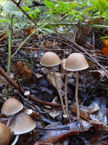 Psathyrella corrugis © This image was created by user <a rel="nofollow" class="external text" href="https://mushroomobserver.org/observer/show_user/1713">Thomas Laxton (Tao)</a> at <a rel="nofollow" class="external text" href="https://mushroomobserver.org">Mushroom Observer</a>, a source for mycological images.<br>You can contact this user <a rel="nofollow" class="external text" href="https://mushroomobserver.org/observer/ask_user_question/1713">here</a>.